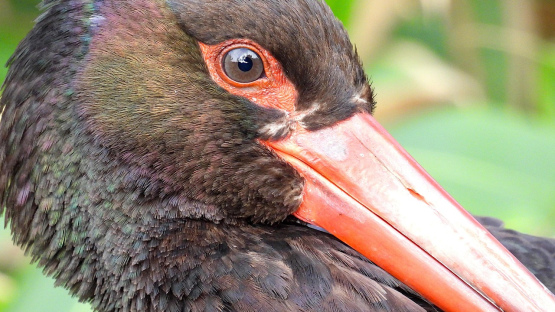 Latvijā fiksēts nebijis gadījums: melnais stārķis atgriezies rekord agri