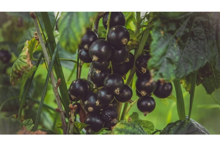 Upeņu un jāņogu mēslošana ziemas izskaņā: kā veicināt bagātīgu ogu ražu