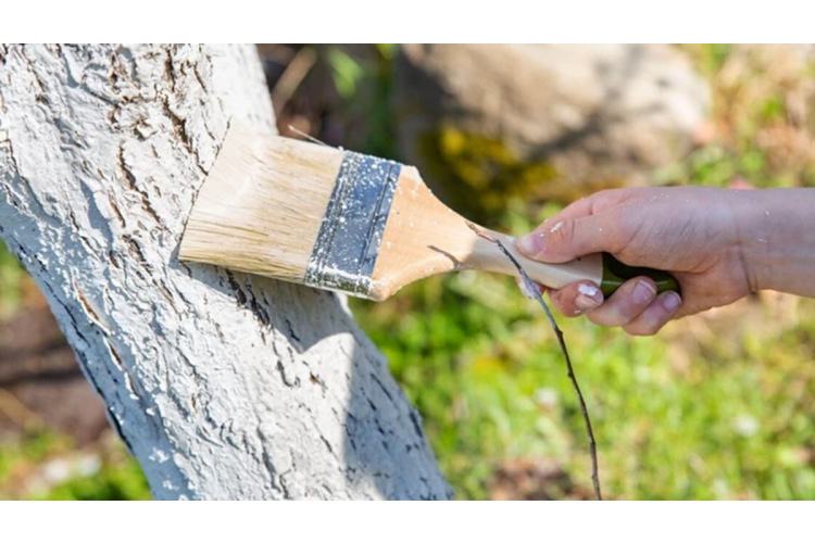Kāpēc uz augļu kokiem aug sūnas un kā efektīvi notīrīt stumbrus