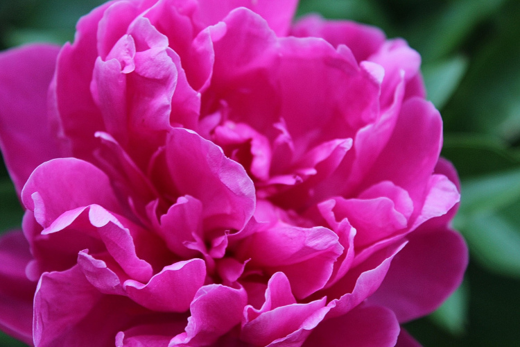 Peoniju kopšana pēc ziemas: kāds mēslojums palīdzēs veidot lielus un krāšņus ziedus