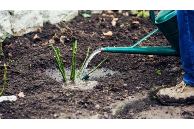 Rožu atjaunošana dārzā pēc ziemas bojājumiem un salnām