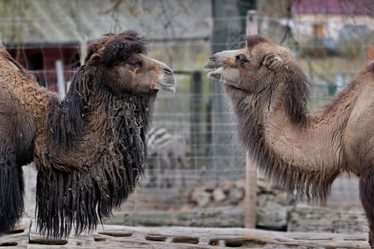 Pavasara jaunumi Rīgas zoodārzā: kamieļu saimei piepulcējies mazulis
