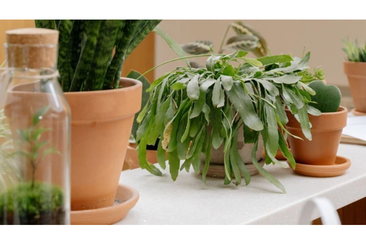 Olu čaumalas puķu podos: kad tās ir noderīgas un kad var nodarīt kaitējumu