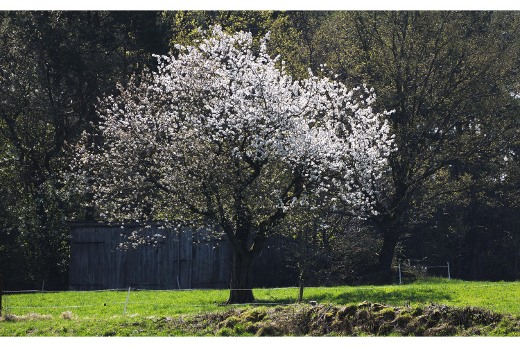 Nedēļas sākumā Latvijā gaidāms mākoņains laiks un pavasarīgs siltums