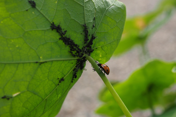 Dabīgs līdzeklis pret laputīm: vajadzēs divas tases pelnu uz diviem litriem ūdens