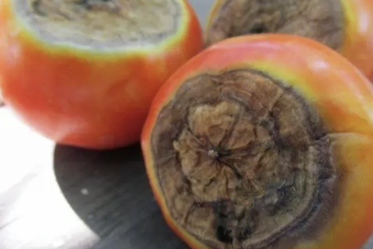 Tomātu ziedu gala puve: cēloņi un praktiski paņēmieni ražas glābšanai