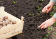 Vectēva padoms, kā mēslot kartupeļus stādīšanas laikā, lai iegūtu lielu ražu