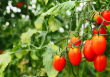 Saldāki tomāti bez minerālmēsliem: Trīs metodes dārza ražas uzlabošanai