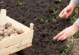 Vectēva padoms, kā mēslot kartupeļus stādīšanas laikā, lai iegūtu lielu ražu