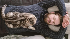 Noskaidrots, kāpēc kaķi labprāt guļ uz cilvēka: iemesli un dzīvnieku uzvedības loģika