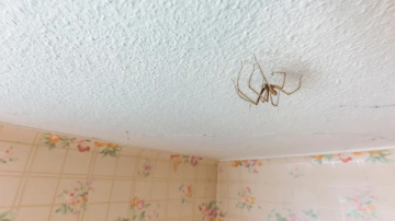 Zirnekļi mājoklī – kāpēc tos labāk pārvietot uz pagrabu, nevis lauku