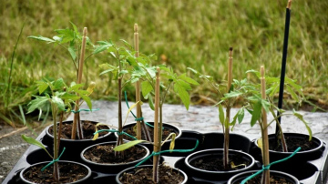 Dabīgi risinājumi spēcīgu tomātu stādu audzēšanai mājās