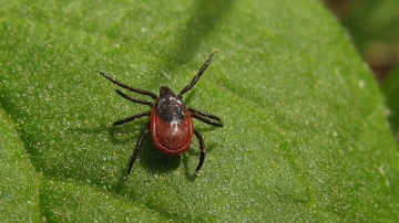 Plānojam dārzu gudri: augi, kas dabiski palīdz ierobežot ērču izplatību