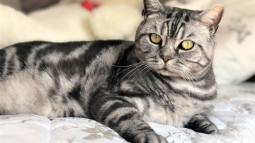 Kopīga iezīme, kas vieno cilvēkus, kuri izvēlas gulēt kopā ar saviem mājdzīvniekiem