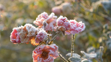 Augu pasargāšana no pavasara salnām ar pieejamiem materiāliem