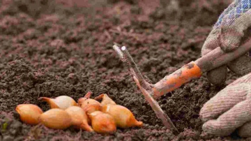 Kā sagatavot augsni un stādīšanas bedrītes lielu sīpolu ražai