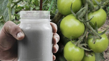 Tomātu stādīšana: vienkāršs paņēmiens augu spēka un ražības palielināšanai