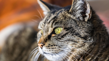 Interesants atklājums: Kāpēc mājas kaķi spēj murrāt, bet lauvas un tīģeri – tikai rēkt