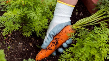 Praktiski padomi dārza darbiem aprīlī: ko sēt un stādīt agrākai ražai