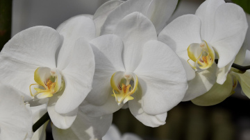 Kāpēc dārznieki orhideju mēslošanai izmanto banānu mizas: trīs vienkārši veidi