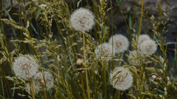 Praktiski dārznieku padomi zāliena kopšanai un efektīvai cīņai ar nezālēm