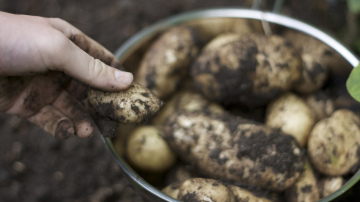 Kartupeļu stādīšana bez dziļas rakšanas: kā izveidot dārzu ar mazāku piepūli