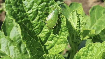 Vienkāršs un pārbaudīts veids, kā pasargāt istabas augus no laputīm