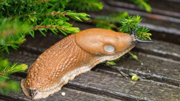 Gliemežiem nepatīkams kaimiņš: kāds augs spēj pasargāt dārza dobes