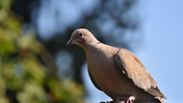 Vizuāli triki un augi, kas palīdz pasargāt palodzes no baložiem un citiem neaicinātiem viesiem