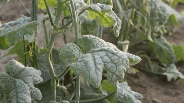 Vienkāršs veids, kā pasargāt gurķus no miltrasas un saglabāt ražu līdz salnām