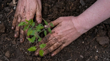 Tomātu un paprikas stādīšana: kā sagatavot augsni bagātīgai ražai