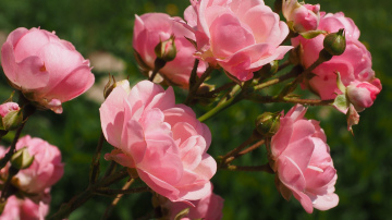 Pulksten 11.00 likums rožu dārzā: kāpēc laistīšanu labāk pabeigt laicīgi