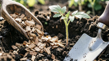 Dabiska mēslošana stādīšanas brīdī: kā palīdzēt tomātiem izaugt lieliem un saldiem