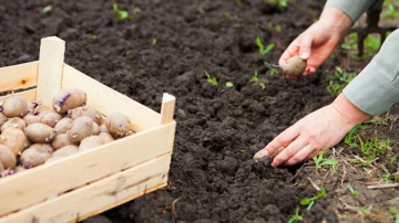 Vectēva padoms, kā mēslot kartupeļus stādīšanas laikā, lai iegūtu lielu ražu