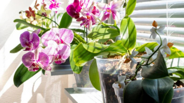 Kāpēc puķes nezied? Trīs vienkāršas vides izmaiņas, kas liek telpaugiem atplaukt