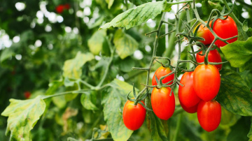 Saldāki tomāti bez minerālmēsliem: Trīs metodes dārza ražas uzlabošanai
