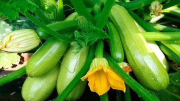 Dārza plānošanas knifi: dārzeņi, kas palīdz kabačiem augt griezdamies