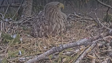 Durbes ligzdā izšķīlies pirmais jūras ērgļu mazulis