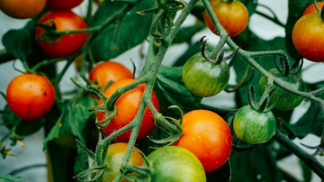 Tomātu aizsardzība pret lakstu puvi un pareiza augsnes sagatavošana