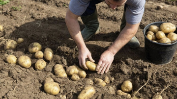Kāpēc stādot kartupeļus bedrītē likt zirņus un sīpolu mizas: pieredzējušu dārznieku ieteikumi