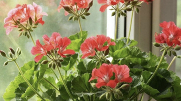 Mēslošanas knifi ģerānijām: kā nodrošināt augam enerģiju bez gataviem maisījumiem