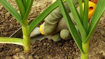 Vienkāršs veids, kā novērst ķiploku un sīpolu lapu dzeltēšanu dārzā