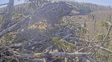 Jaunumi Durbes mežos: jūras ērgļu ligzdā izšķīlušies mazuļi