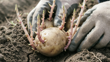 Kad stādīt kartupeļus: 5 dabas zīmes, kas liecina par augsnes gatavību