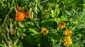 Dārzeņu kaimiņbūšana: kā atšķirt noderīgus padomus no dārza mītiem