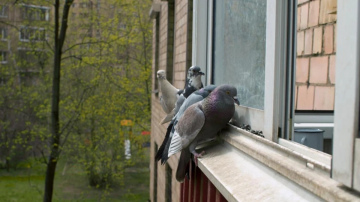 Praktiski risinājumi balkona un palodžu pasargāšanai no pilsētas putniem