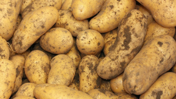 Kartupeļu audzēšana pēc ķīniešu metodes: kā iegūt bagātīgu ražu ar mazāku piepūli