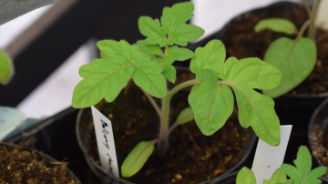 Stādi gatavi stādīšanai, bet ārā ir auksts: kā nepieļaut tomātu sakņu bojāeju