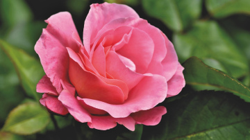 Ar ko papildināt laistāmo ūdeni, lai rozes veidotu jaunus pumpurus līdz pat rudenim