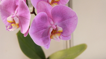 Praktiski padomi falenopšu kopšanai un veselības uzturēšanai